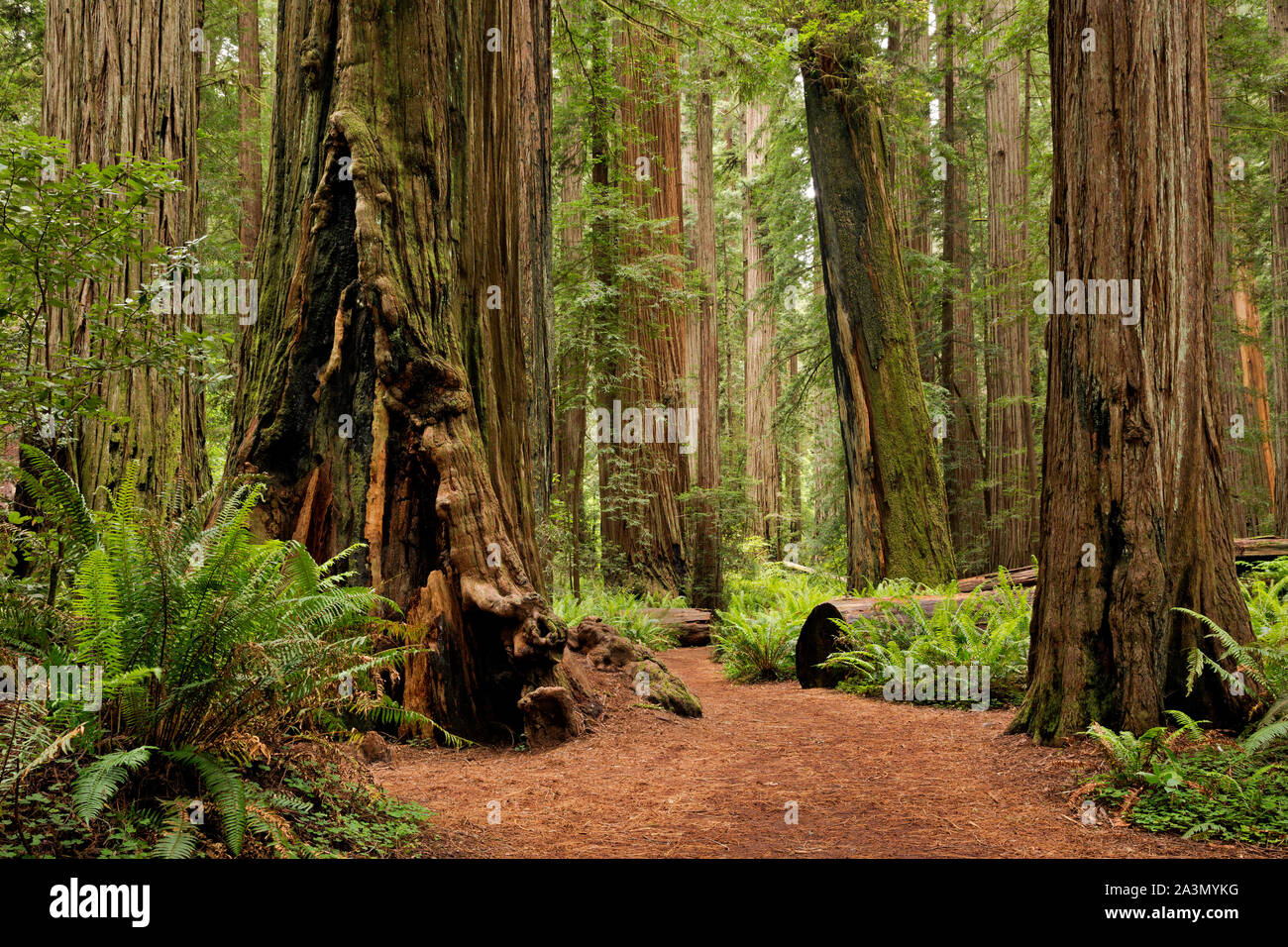 CA03633-00...CALIFORNIA - Loop trail through the redwood trees through Stout Grove in the Jedediah Smith Redwoods State Park. Stock Photo