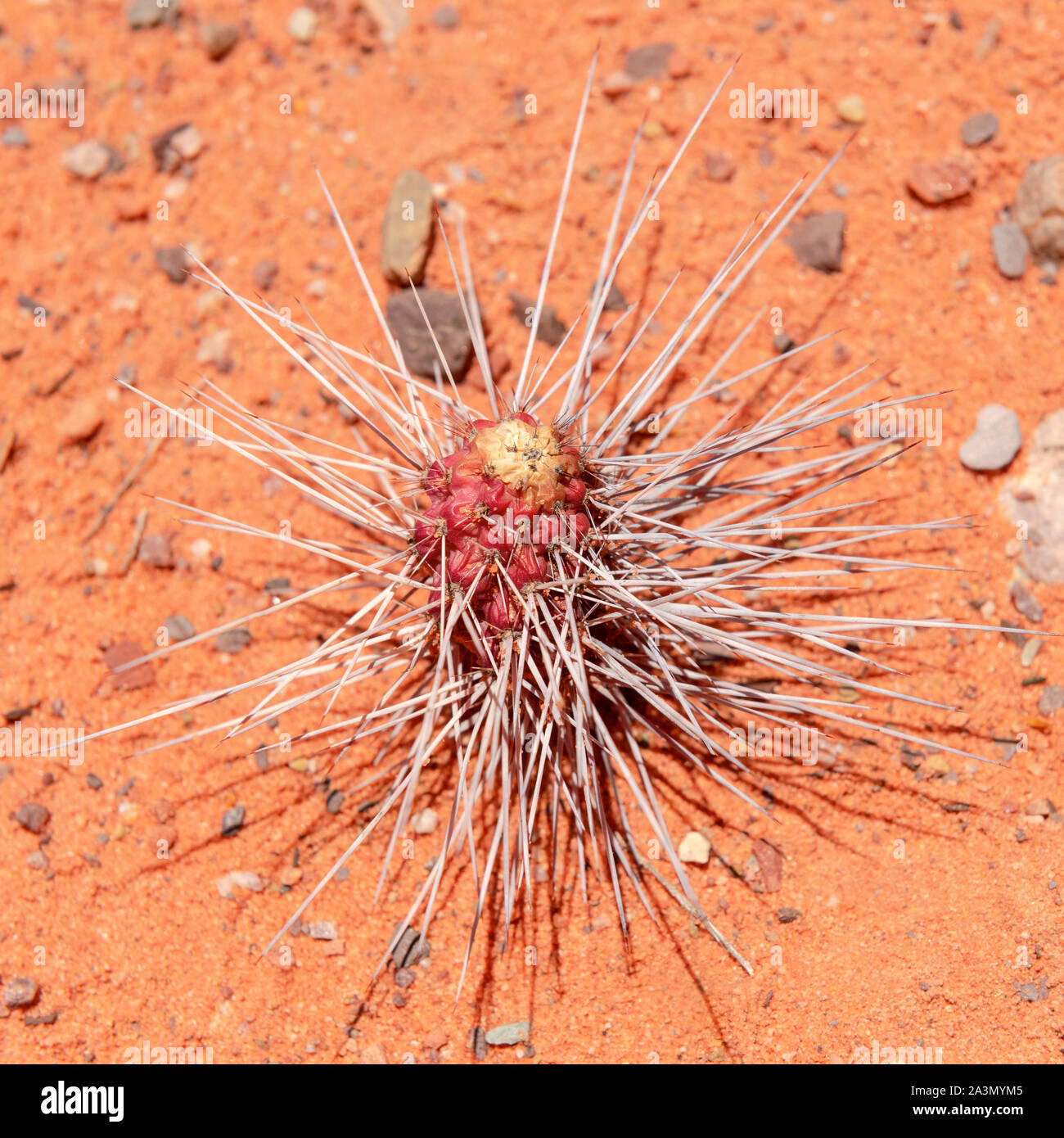 Unidentified species of small Cactus photographed in the Quebrada de las Señoritas, Jujuy, Northern Argentina.. Stock Photo