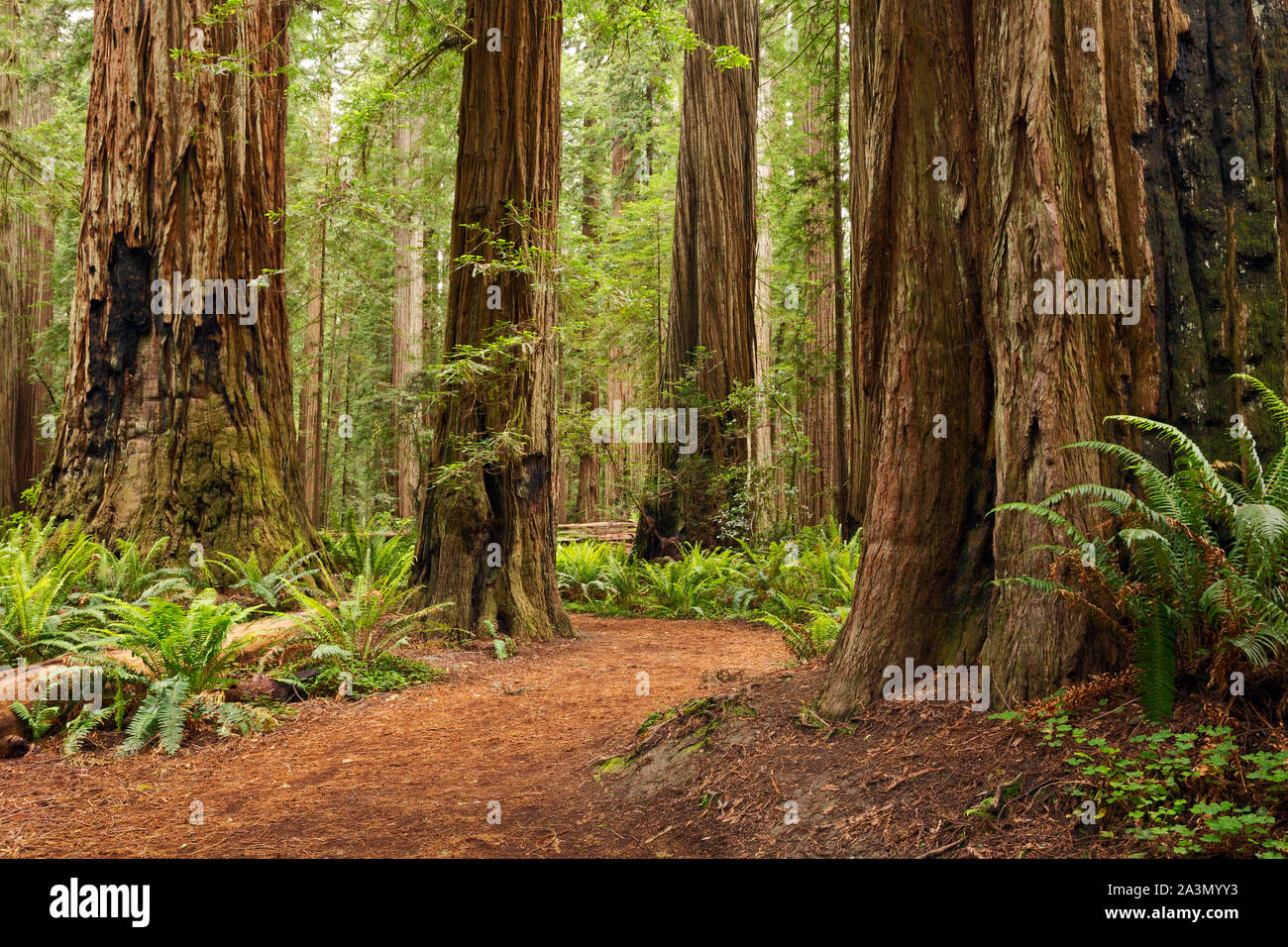 CA03636-00...CALIFORNIA - Loop trail through the redwood trees through Stout Grove in the Jedediah Smith Redwoods State Park. Stock Photo