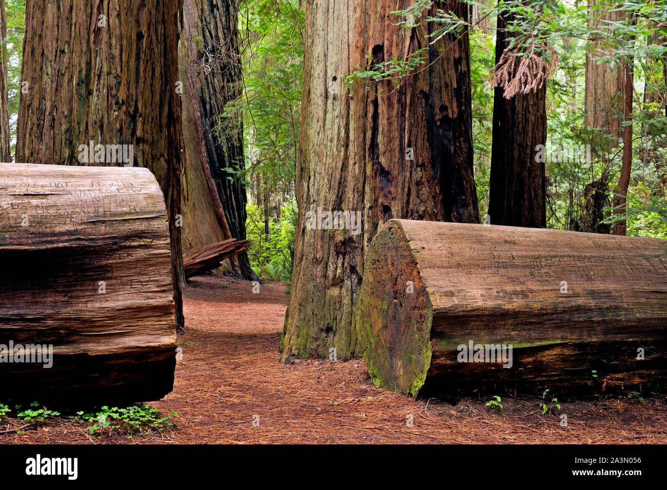 CA03638-00...CALIFORNIA - Loop trail through the redwood trees through Stout Grove in the Jedediah Smith Redwoods State Park. Stock Photo