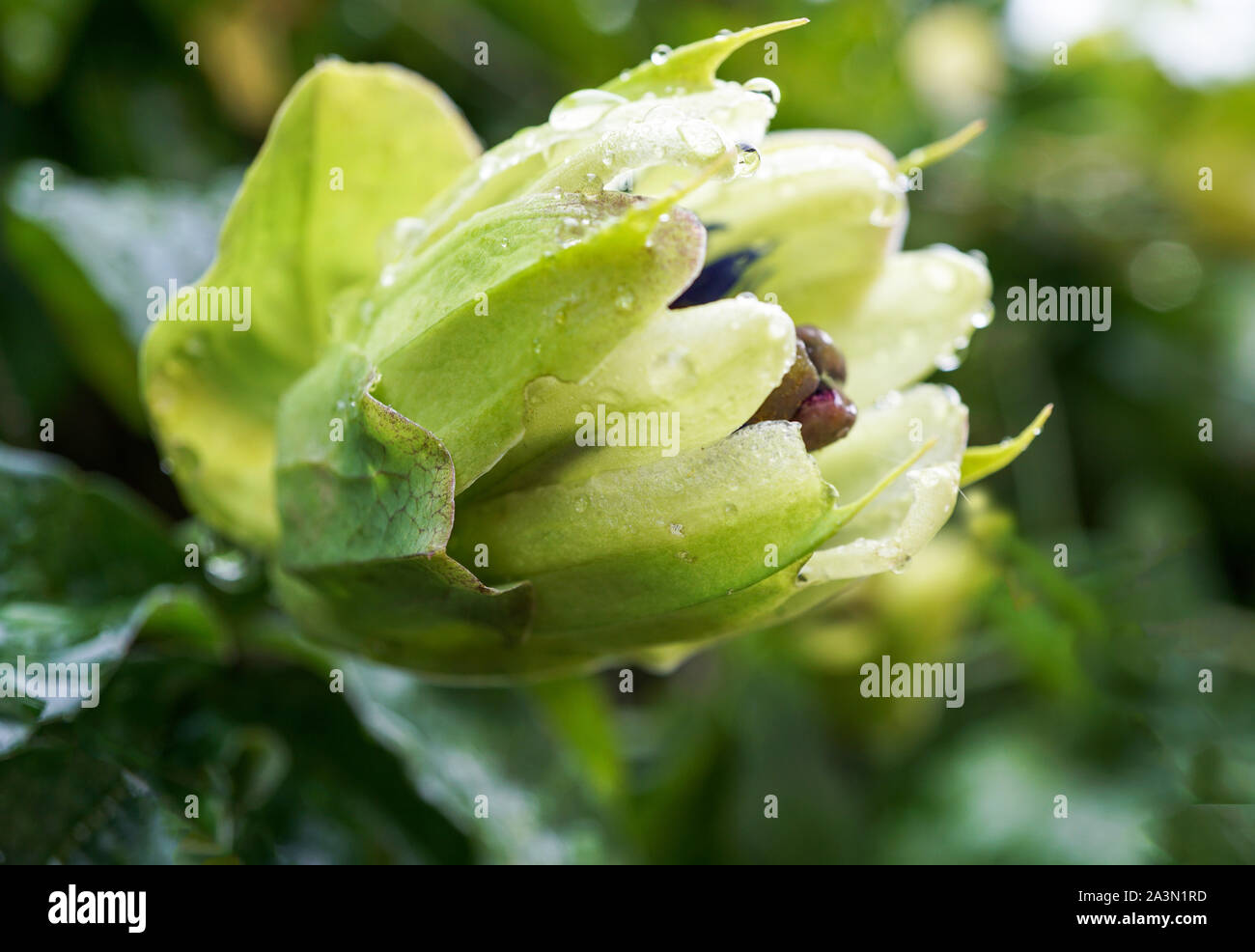 Passion Flower Bud Stock Photo Alamy