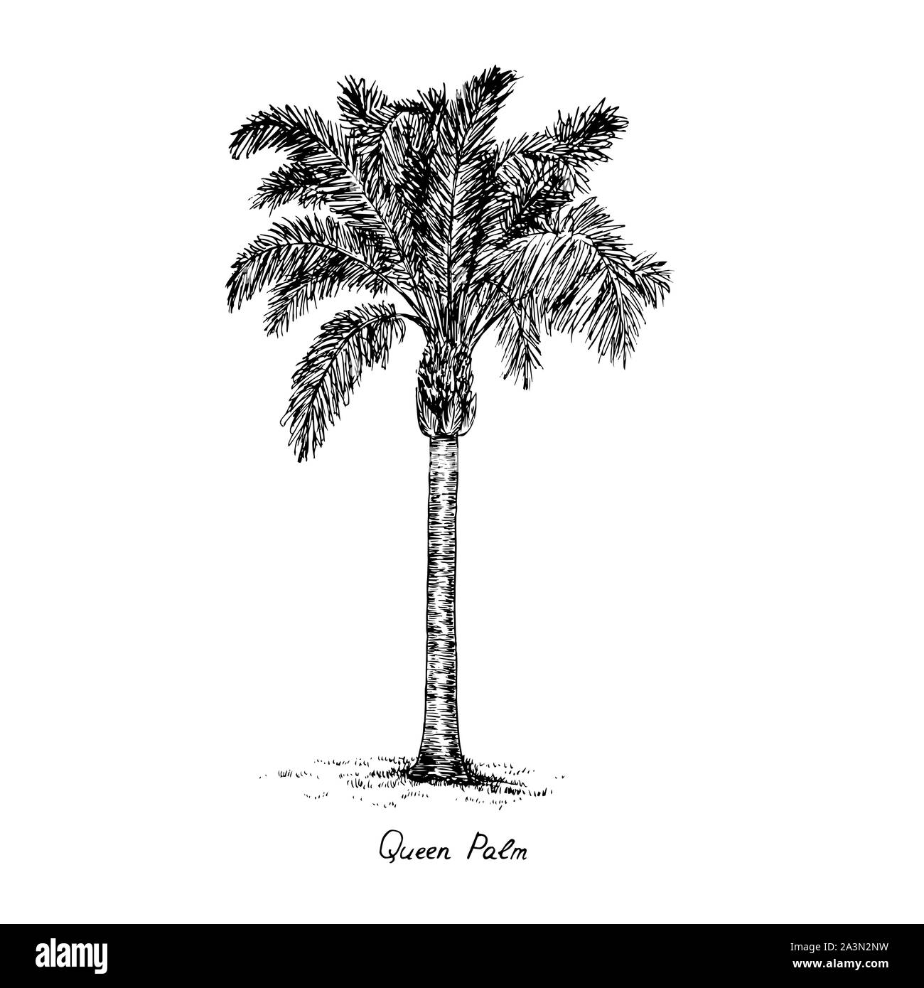 Syagrus romanzoffiana, the queen or cocos palm tree silhouette, hand drawn gravure style, sketch illustration with inscription Stock Photo