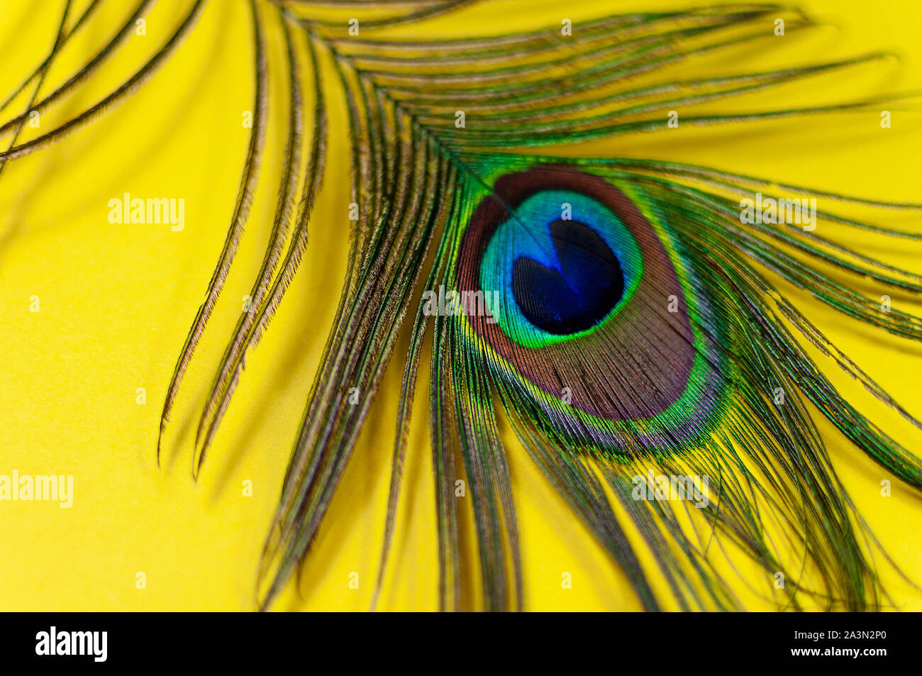 Bright yellow feathers hi-res stock photography and images - Alamy