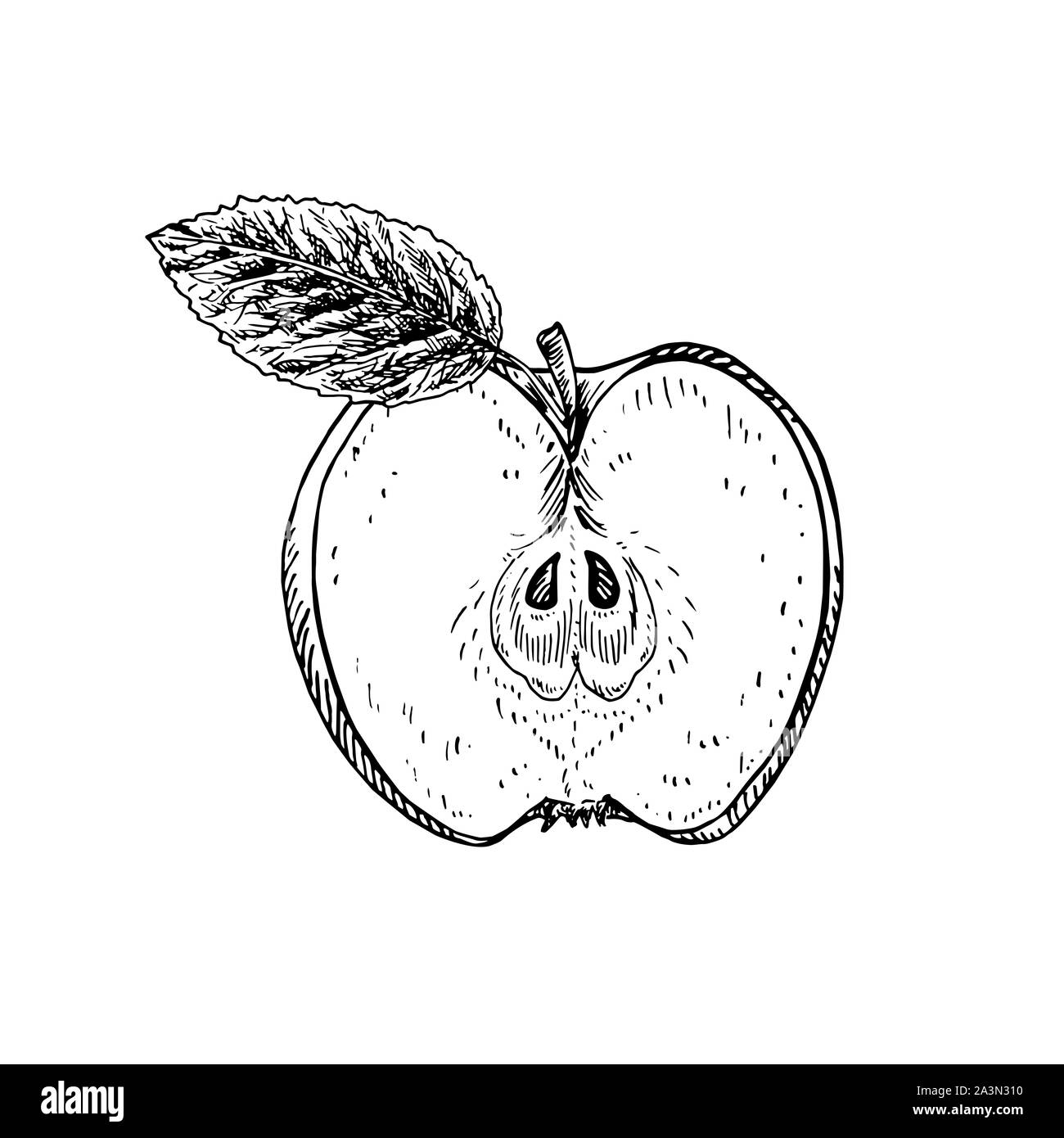Apple with leaf cut half, hand drawn gravure style, sketch illustration, element for design Stock Photo