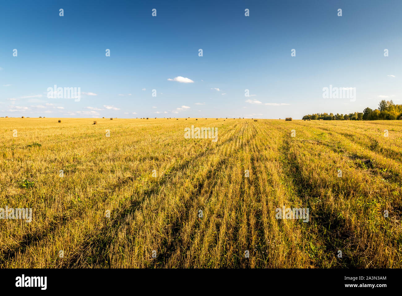 Scene with haystacks on the field in autumn sunny day. Rural landscape ...
