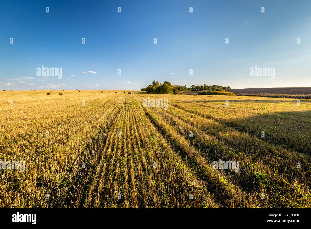 Scene with haystacks on the field in autumn sunny day. Rural landscape ...