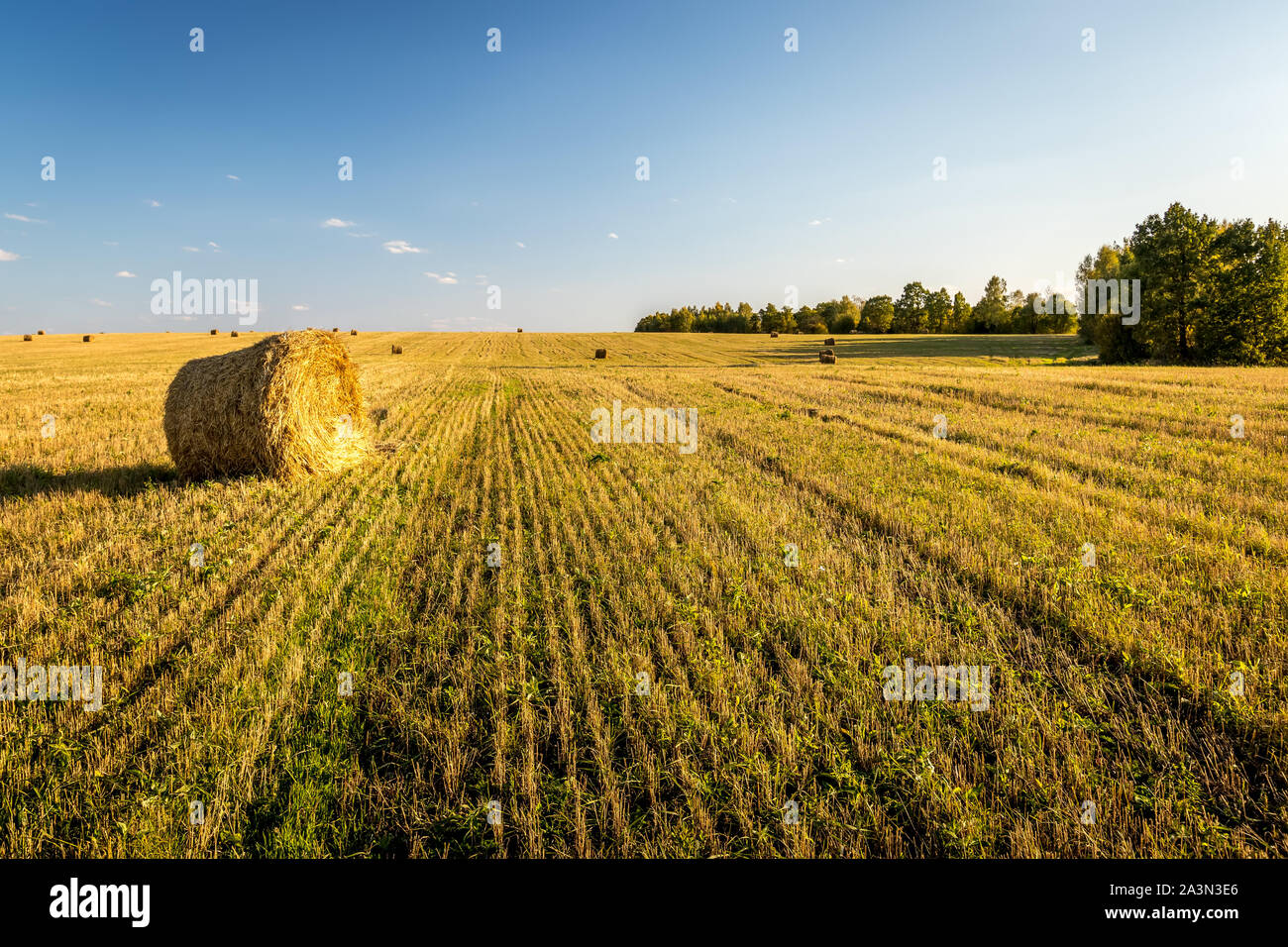 Scene with haystacks on the field in autumn sunny day. Rural landscape ...