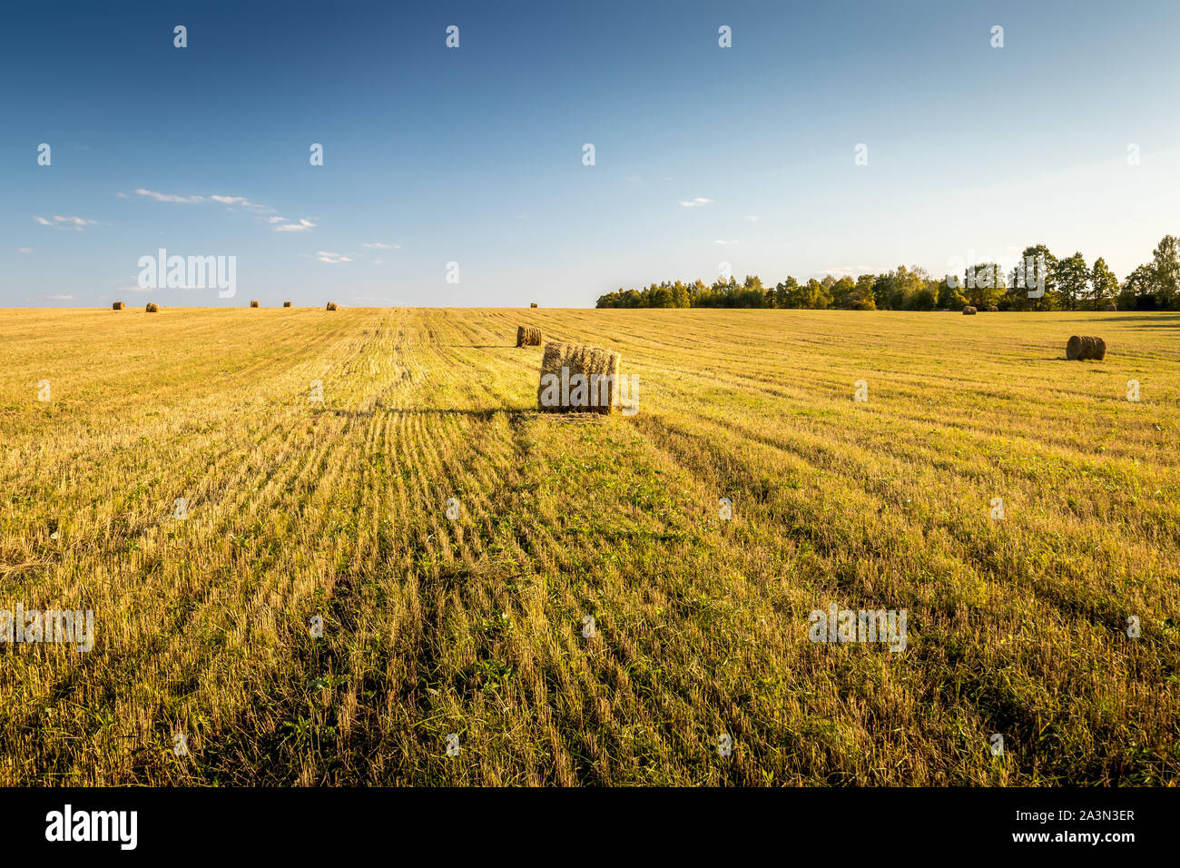 Scene with haystacks on the field in autumn sunny day. Rural landscape ...