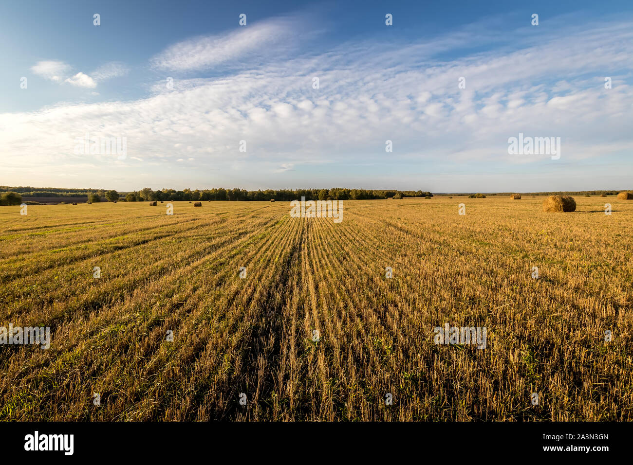 Scene with haystacks on the field in autumn sunny day. Rural landscape ...