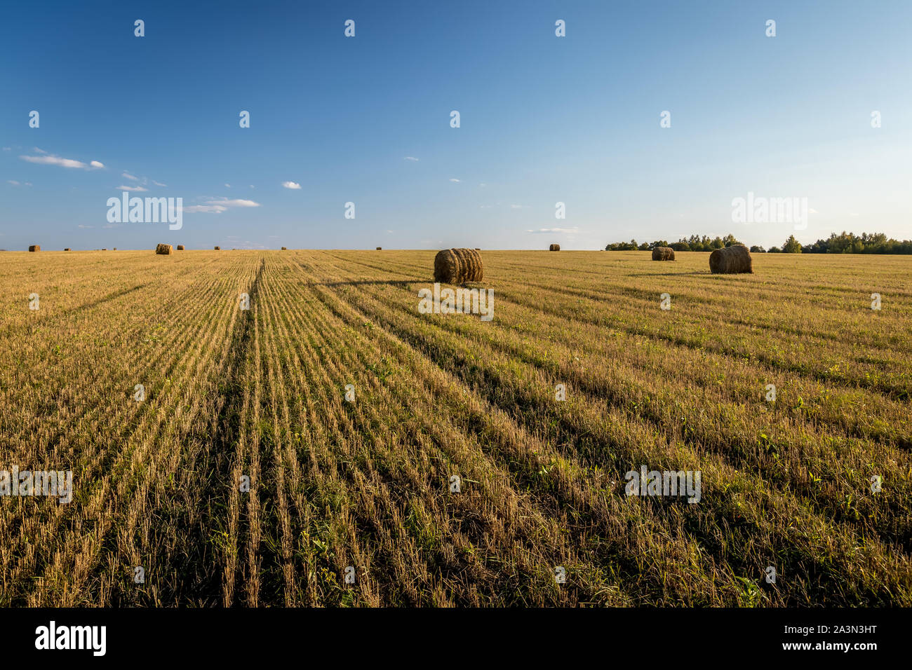Scene with haystacks on the field in autumn sunny day. Rural landscape ...