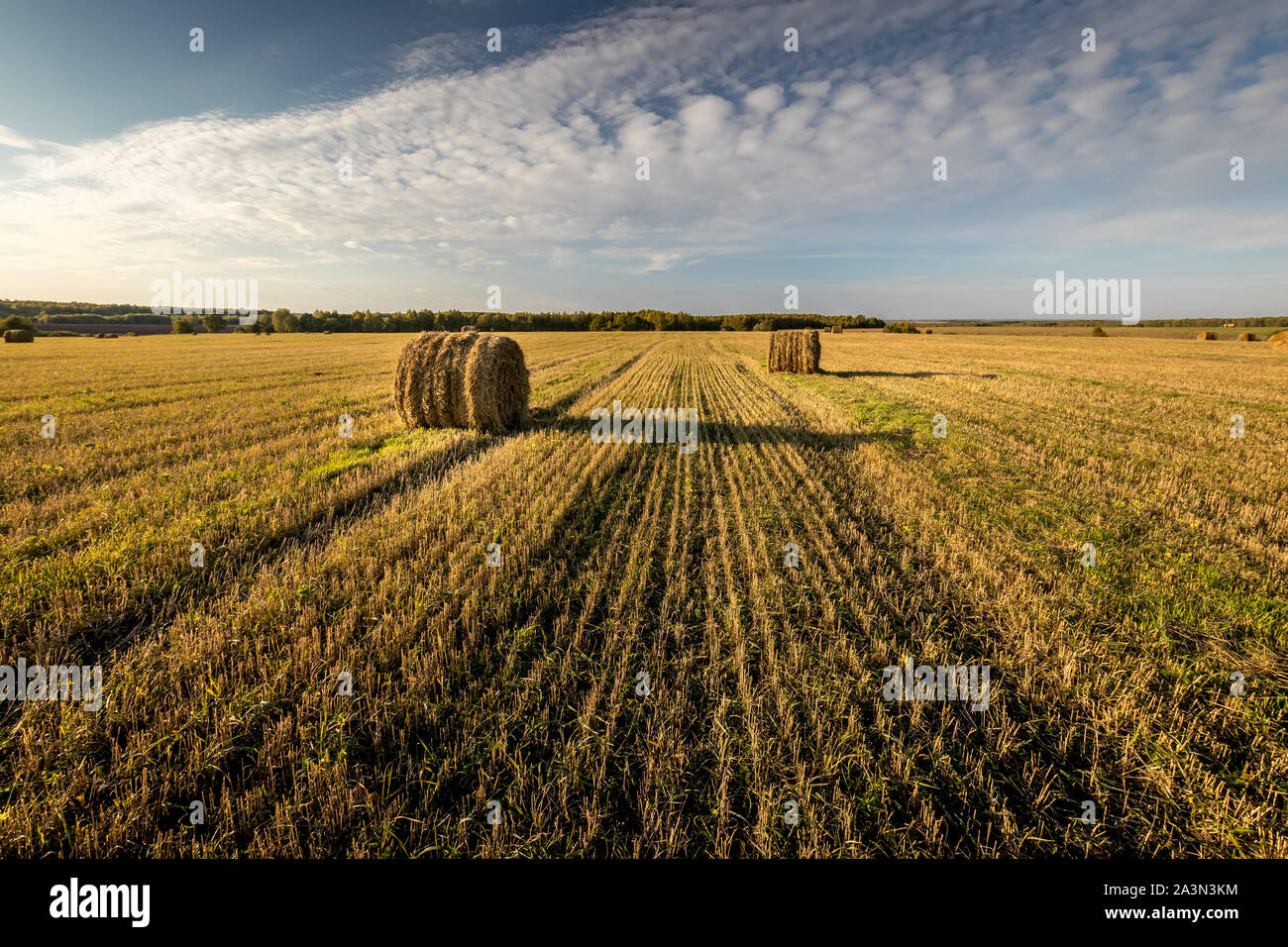Scene with haystacks on the field in autumn sunny day. Rural landscape ...