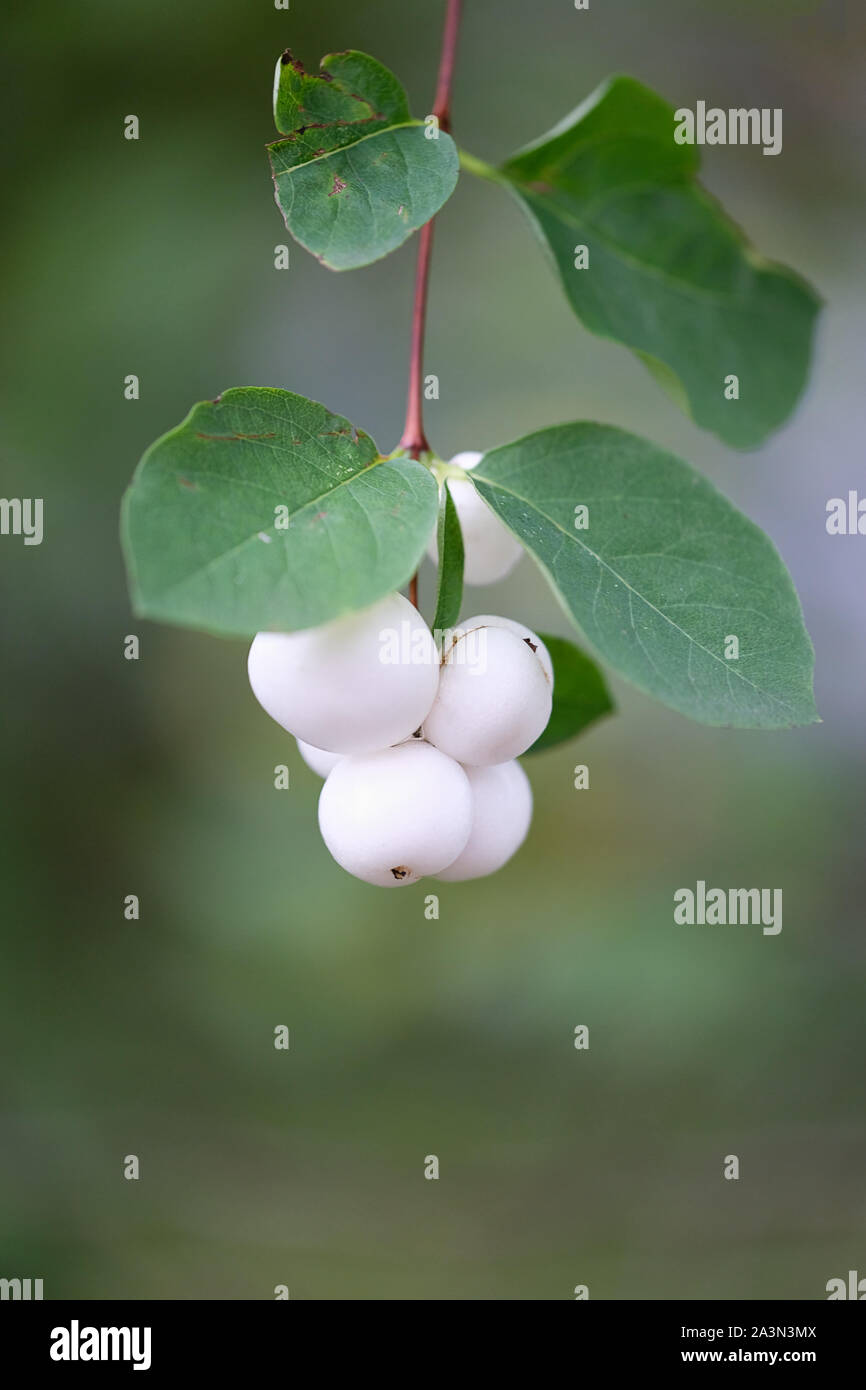 beautiful white berries of a common snowberry bush isolated on blurry green background Stock Photo