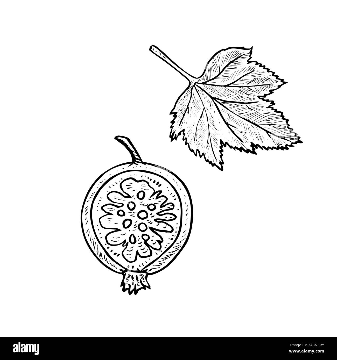 Blackcurrant or black currant (Ribes nigrum) berry cut half and leaf, doodle gravure style sketch illustration, element for design Stock Photo