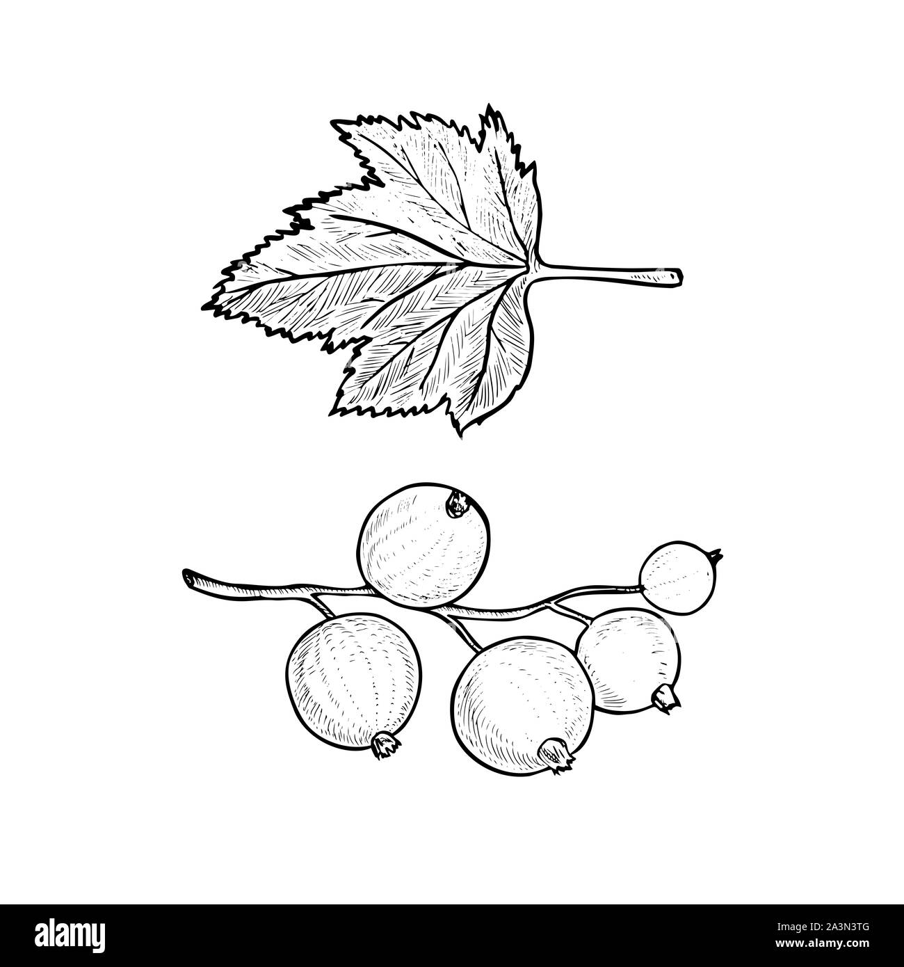 Blackcurrant or black currant (Ribes nigrum) and leaf, doodle gravure style sketch illustration, element for design Stock Photo
