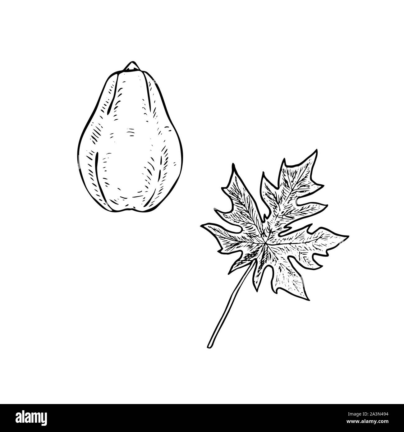 Carica papaya (papaw or pawpaw) fruit with leaf, hand drawn gravure style, sketch illustration, element for design Stock Photo