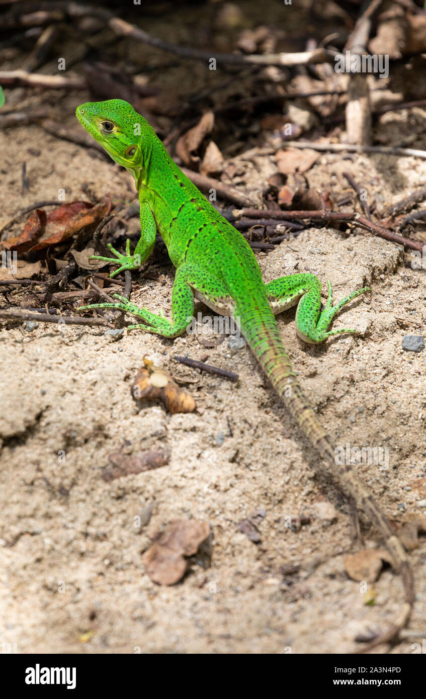 Juvenile black spiny-tailed iguana (Ctenosaura similis), Guanacaste, Costa Rica Stock Photo