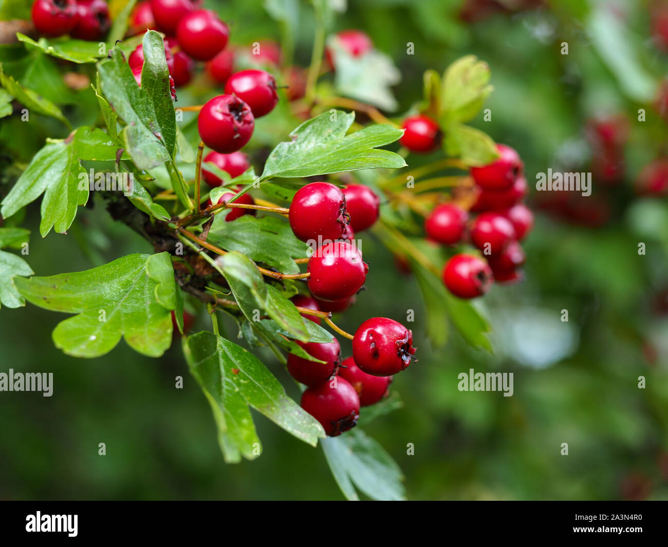 Bright red berries and green leaves on a hawthorn bush (Crataegus) Stock Photo
