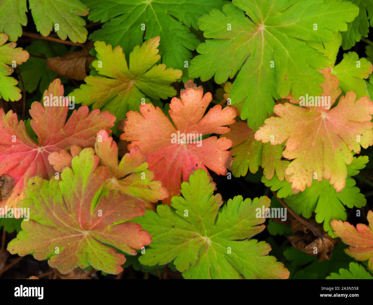 Geranium plant with green and red leaves in autumn in a garden in Yorkshire, England Stock Photo