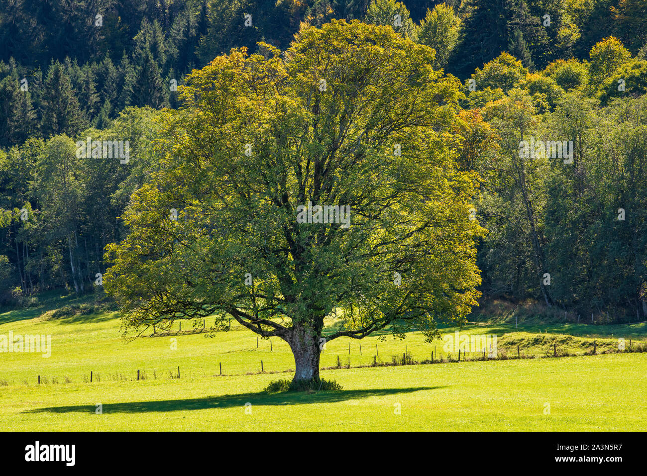 singel beautiful maple tree in meadow Stock Photo - Alamy