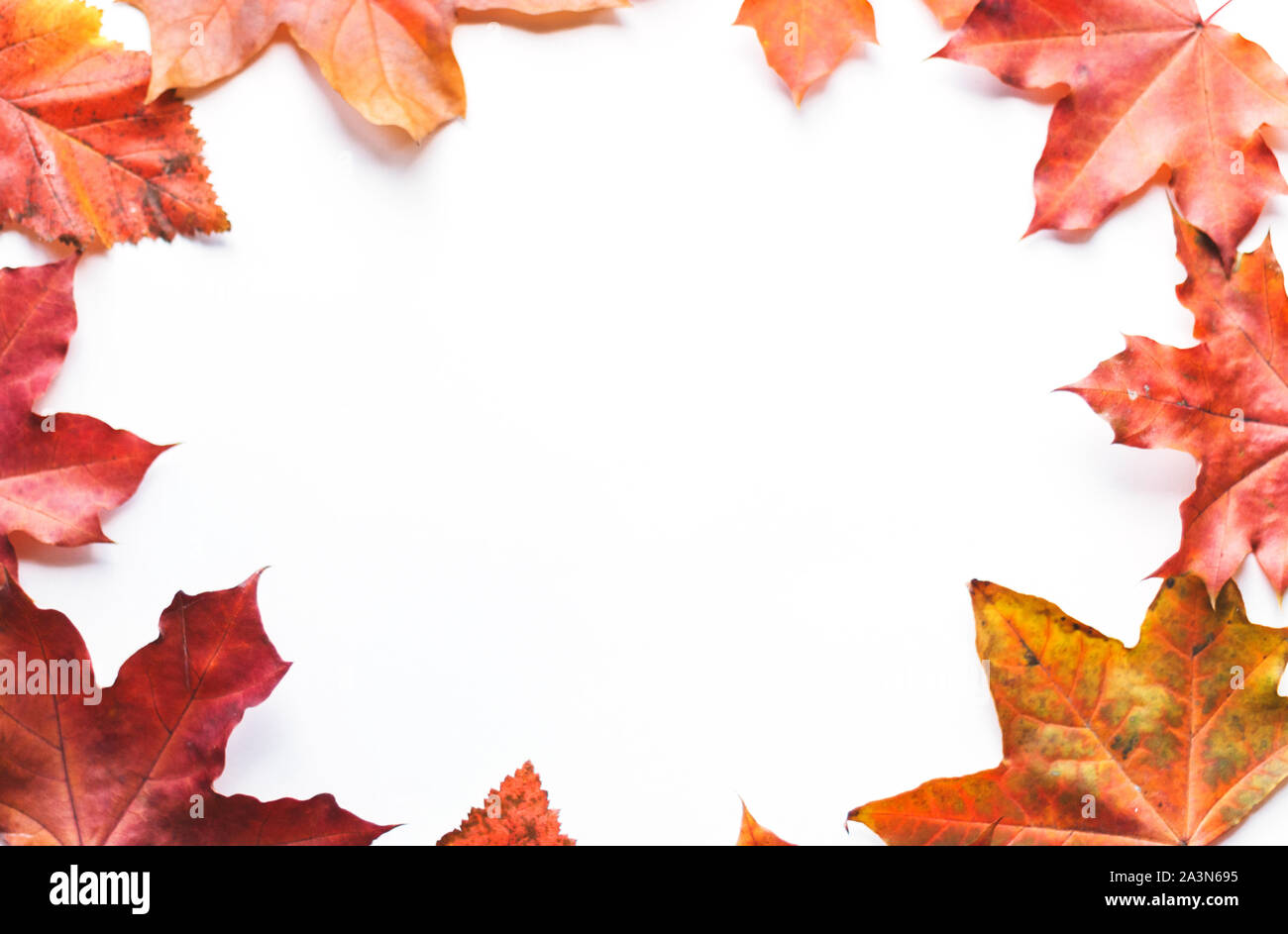 Autumn composition frame of autumn leaves on a white background. Flat ...