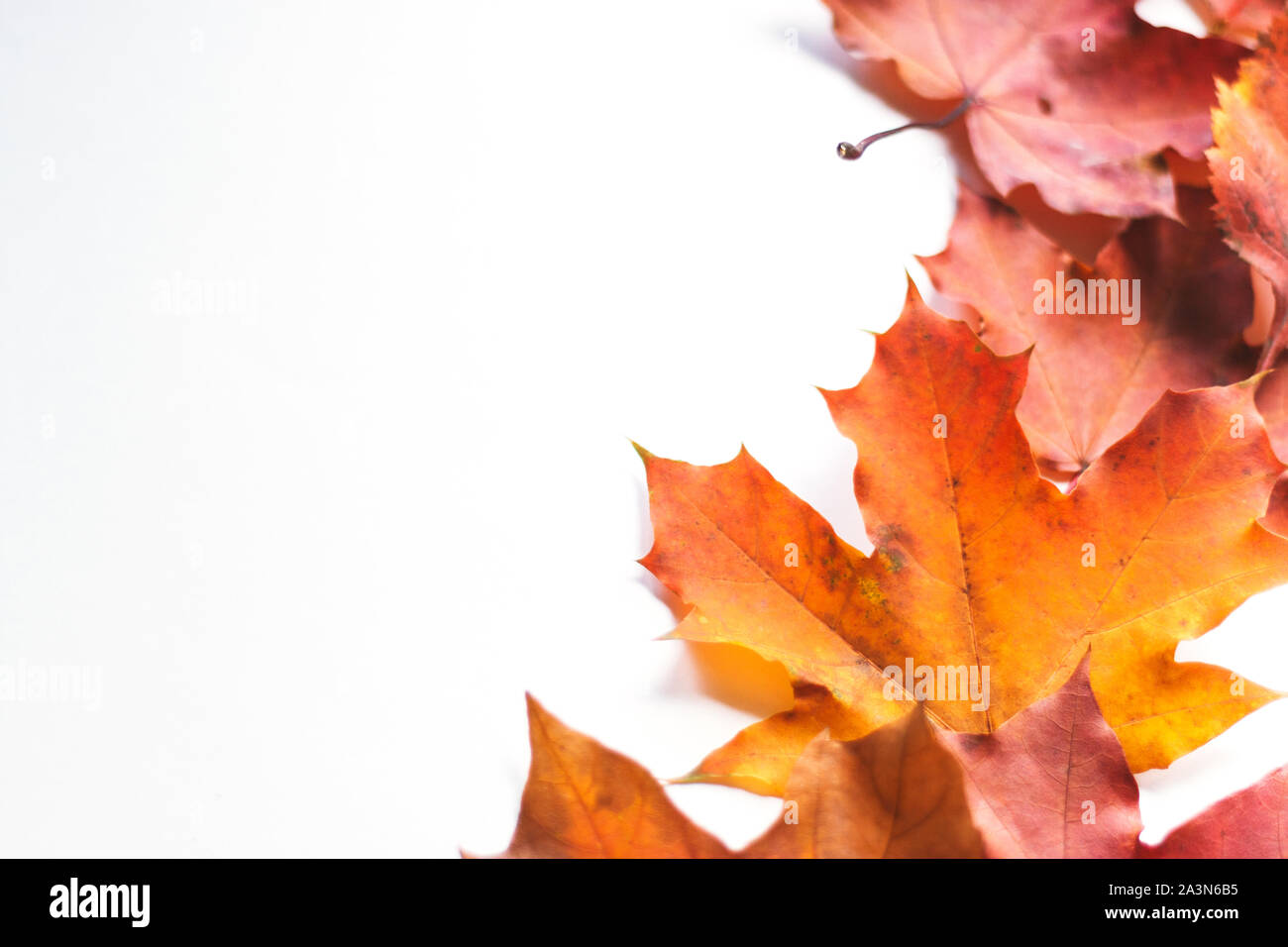 Autumn composition frame of autumn leaves on a white background. Flat ...