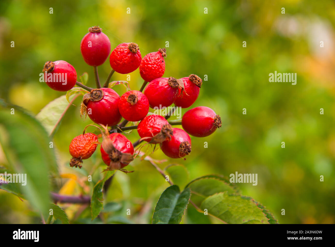 Berries of wild rose. Stock Photo