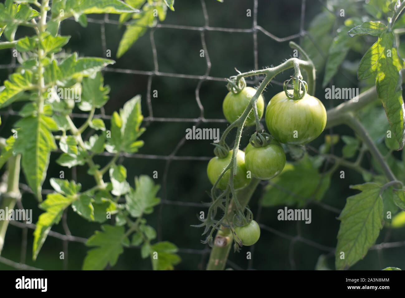 Green Tigerella tomatoes growing on the vine. Stock Photo