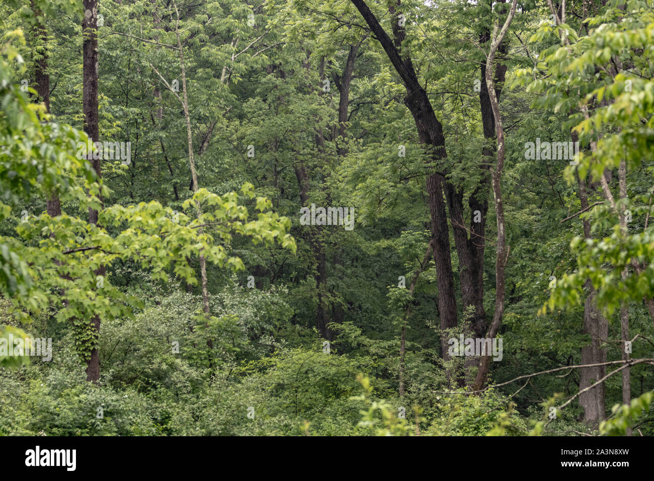 Overgrown deciduous forest scene full of green leaves and trees Stock Photo
