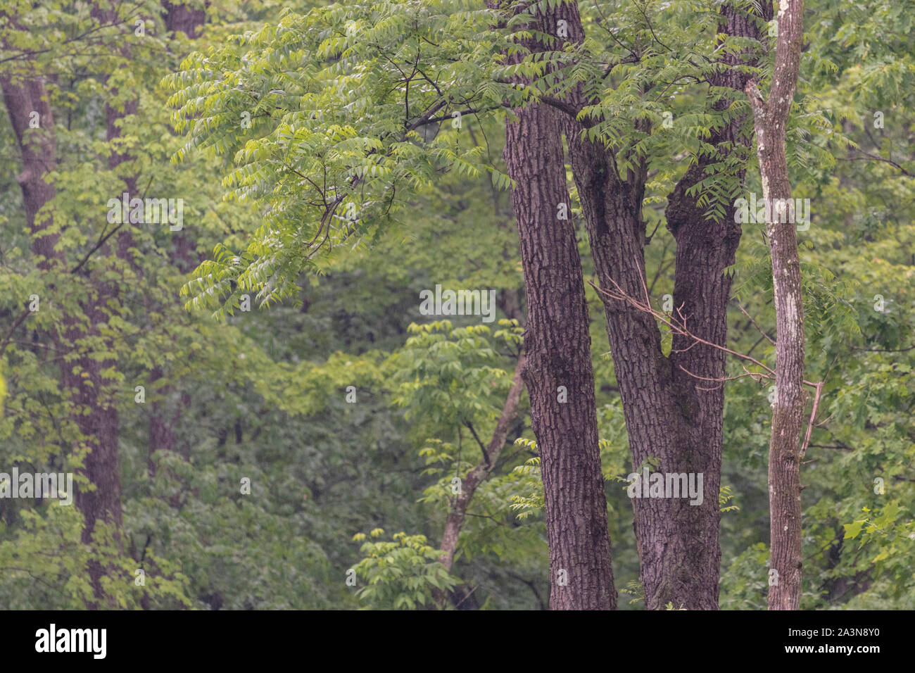 Overgrown deciduous forest scene full of green leaves and trees Stock Photo