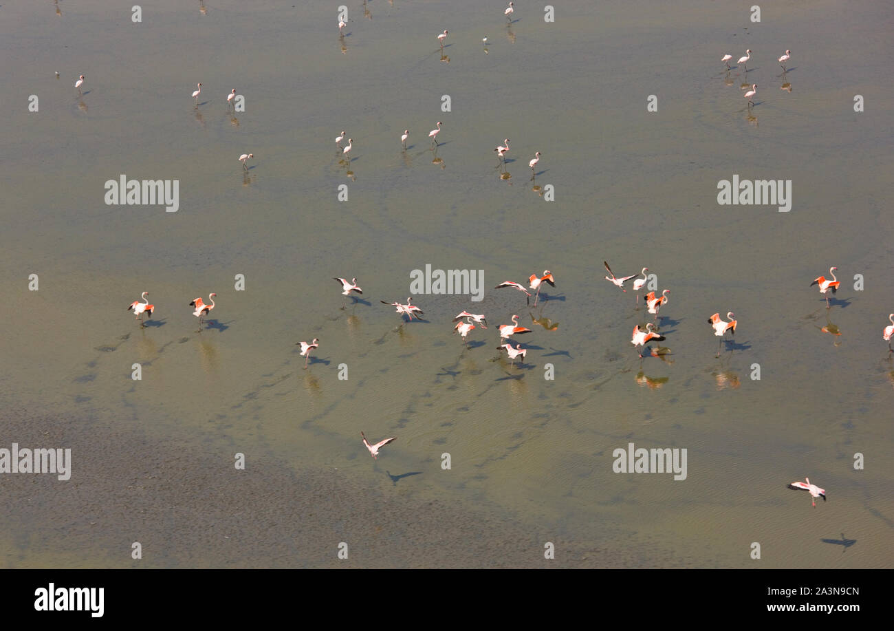 Flamencos en el Lago Magadi, Valle del Rift, Kenia, Africa Stock Photo ...