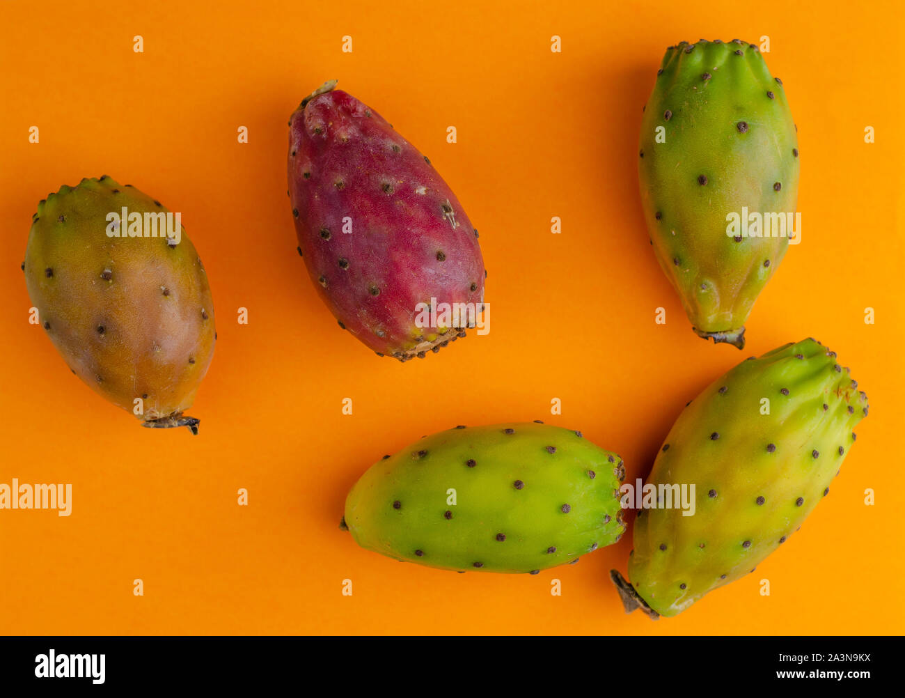 39 Best Pear Cactus Images Cactus Cactus Flower Prickly Pear
