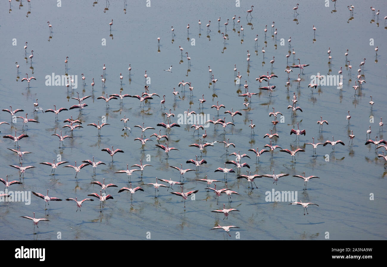 flamencos-en-el-lago-magadi-valle-del-rift-kenia-africa-stock-photo