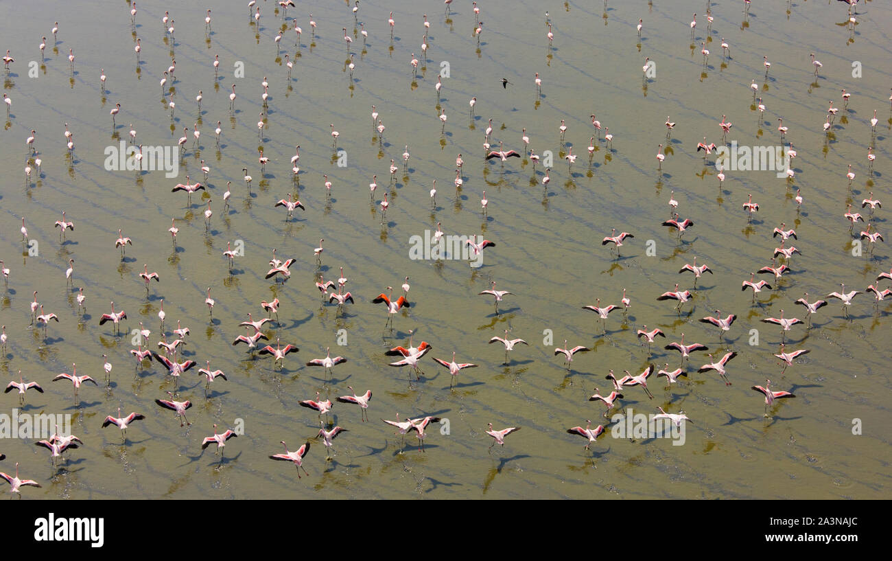 flamencos-en-el-lago-magadi-valle-del-rift-kenia-africa-stock-photo