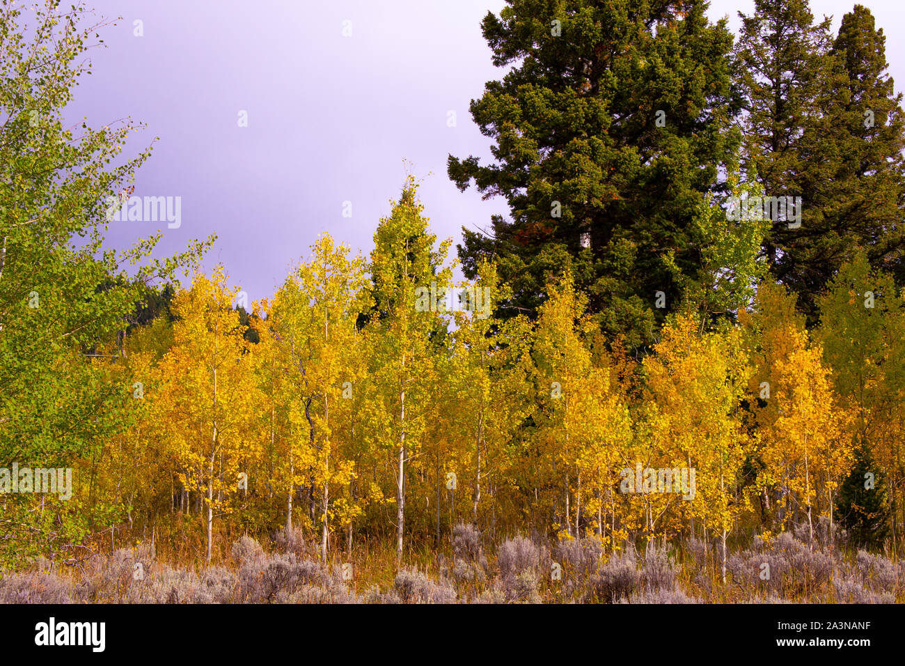 Autumn Aspen trees in West Yellowstone Montana Stock Photo