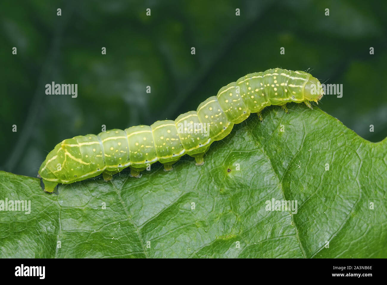 Copper Underwing moth caterpillar ( Amphipyra pyramidea) on oak leaf. Tipperary, Ireland Stock Photo