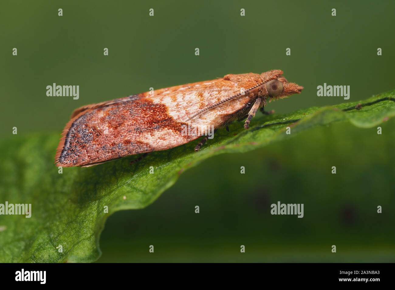 Light Brown Apple moth (Epiphyas postvittana) at rest on plant leaf. Tipperary, Ireland Stock Photo