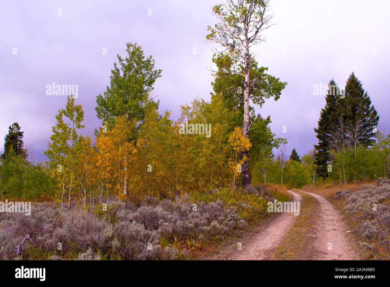 Autumn Aspens and forest road west of Yellowstone, Montana USA Stock Photo