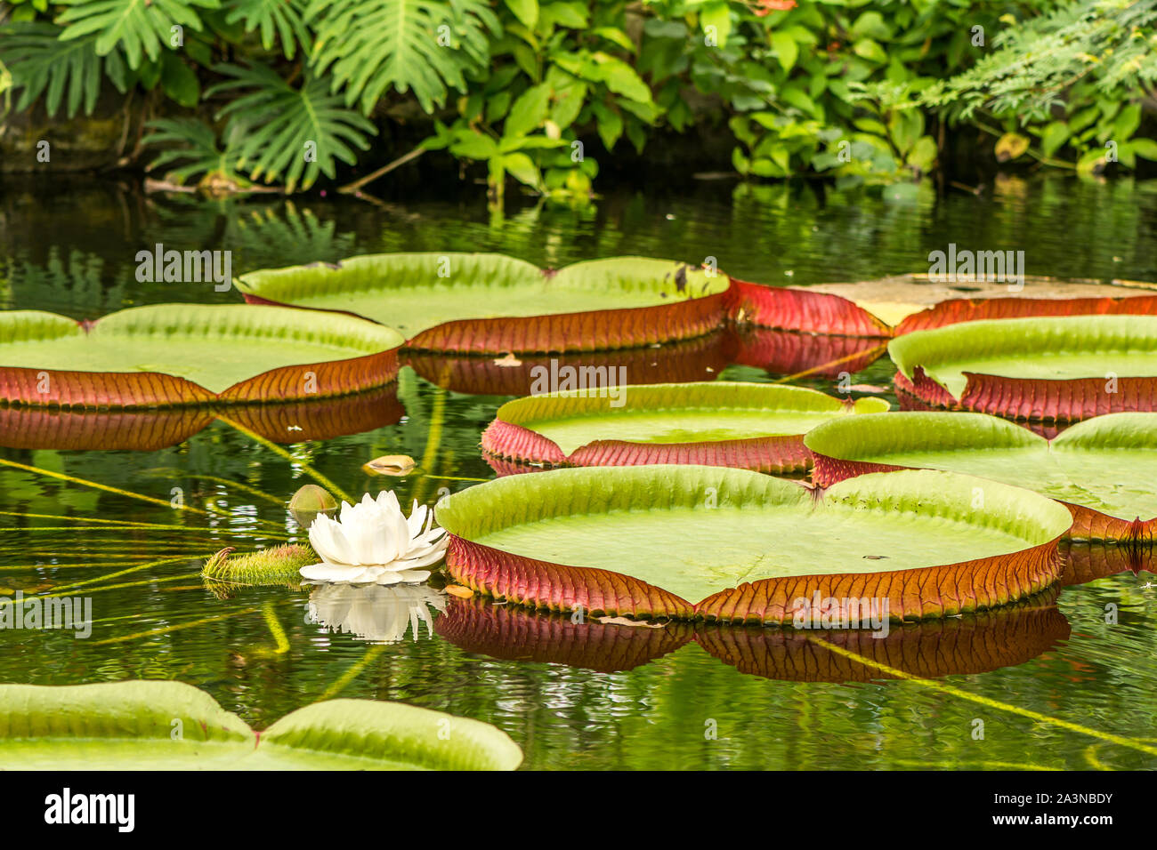 Botanic garden Stock Photo Alamy