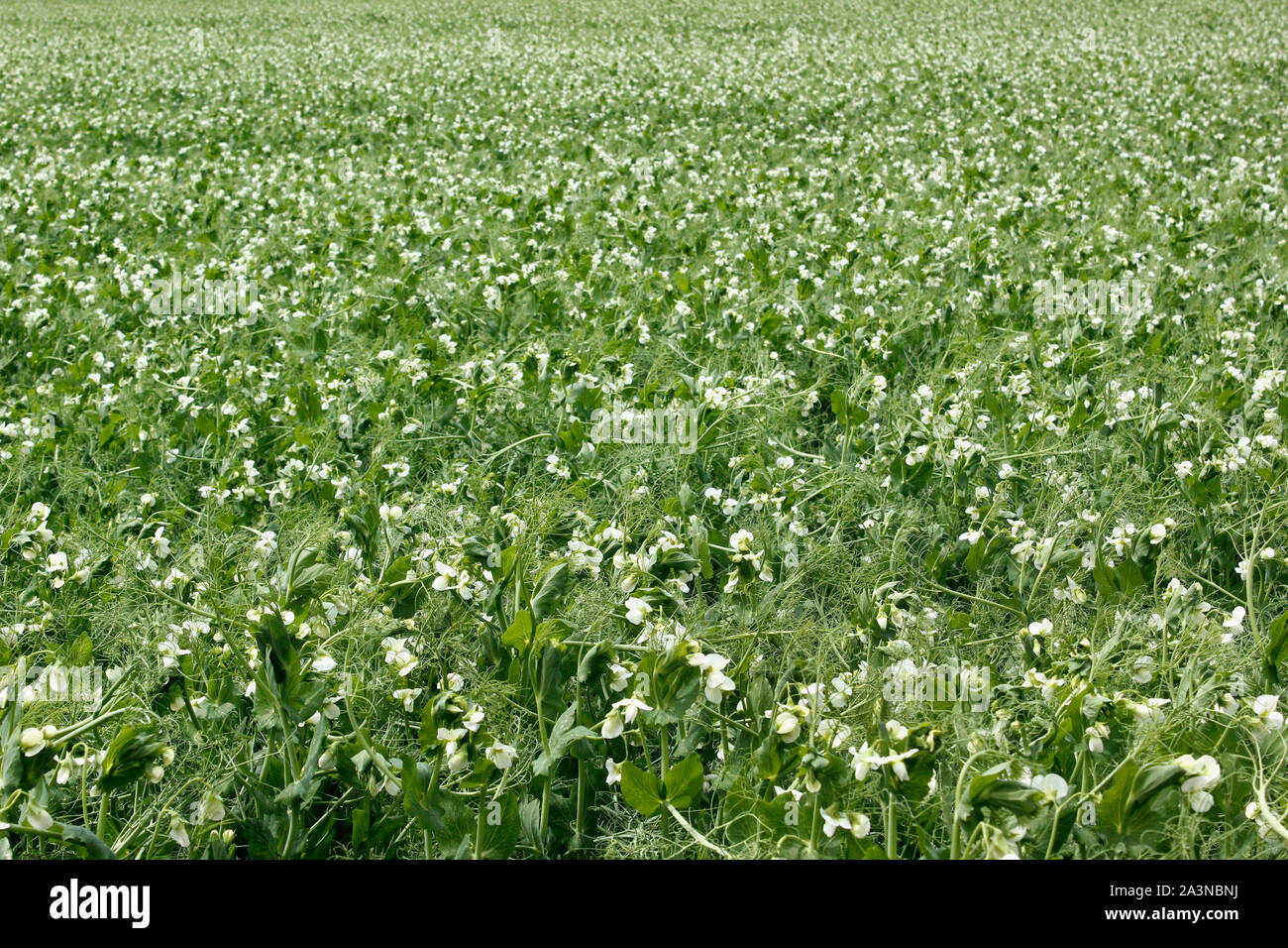 A field of Forage Peas, white flowering plants in a sea of green foliage Stock Photo