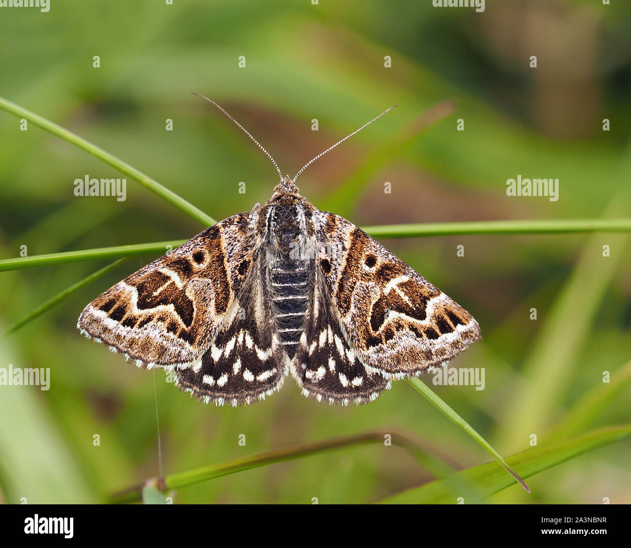 Mother Shipton moth (Callistege mi) perched on plant stem. Tipperary, Ireland Stock Photo