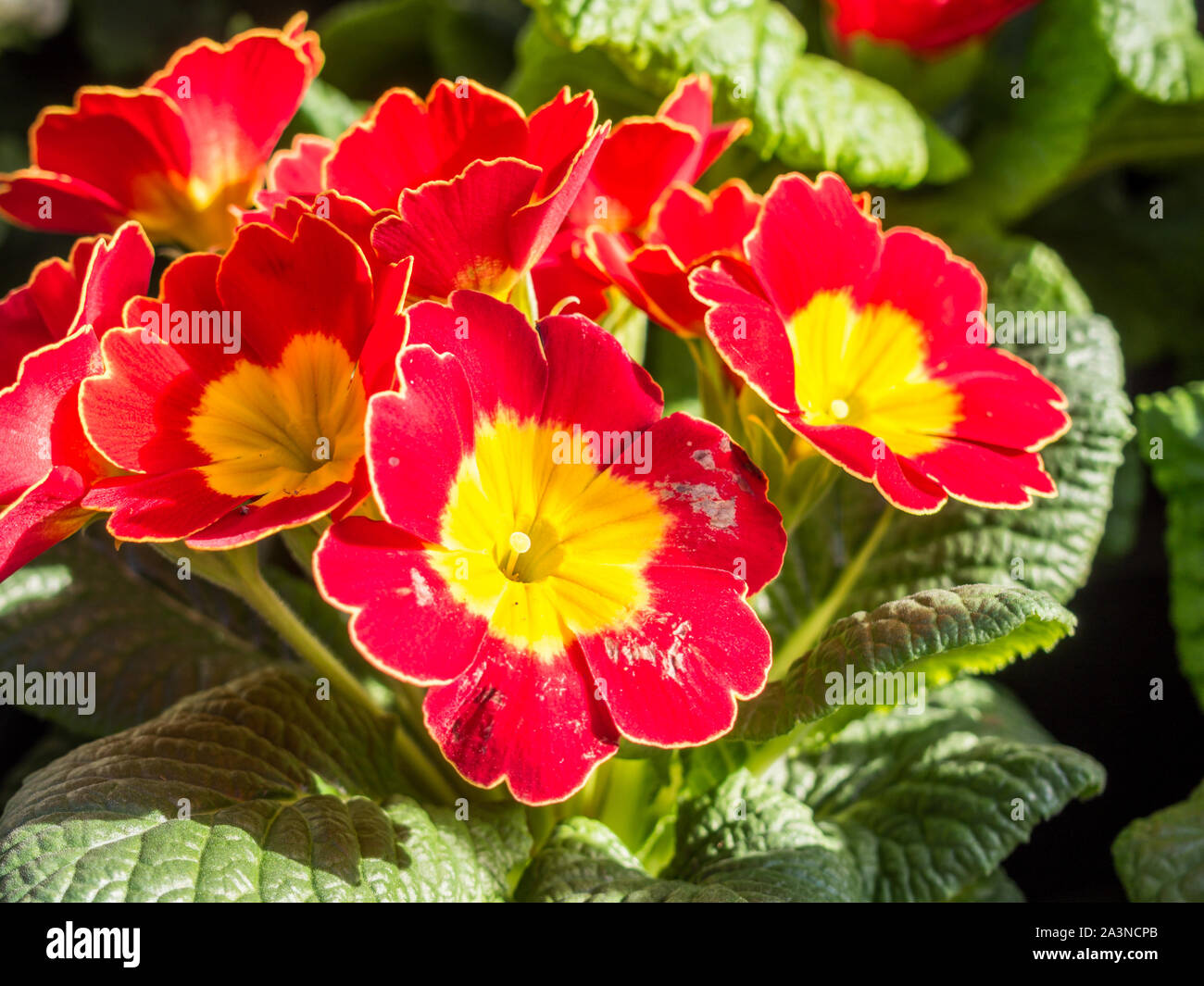 Red Primrose in the Spring Stock Photo