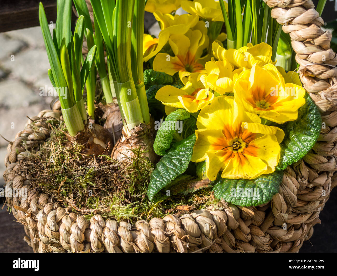Basket with spring primroses Stock Photo