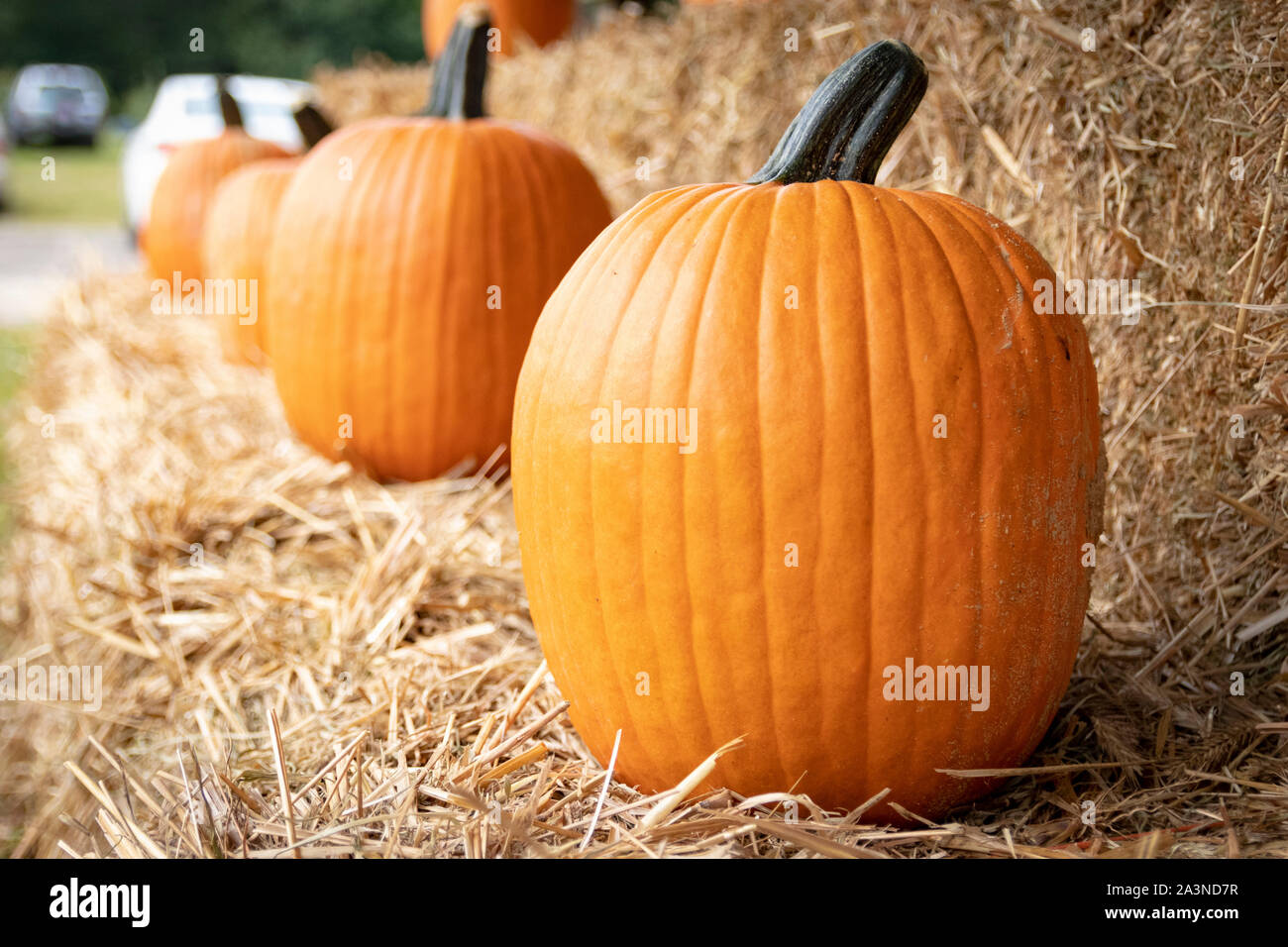 Ripe pumpkins displayed on bales of hay/straw in autumnal farm setting. Stock Photo