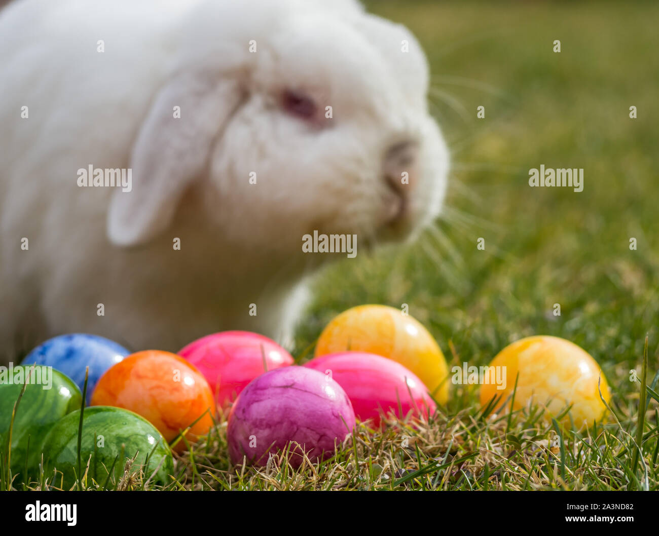 Decorative rabbits easter eggs hi-res stock photography and images - Alamy