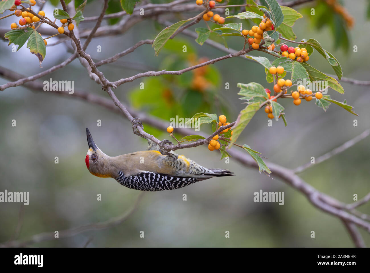Male Hoffmann's woodpecker (Melanerpes hoffmannii) feeding on berries, Guanacaste, Costa Rica. Stock Photo
