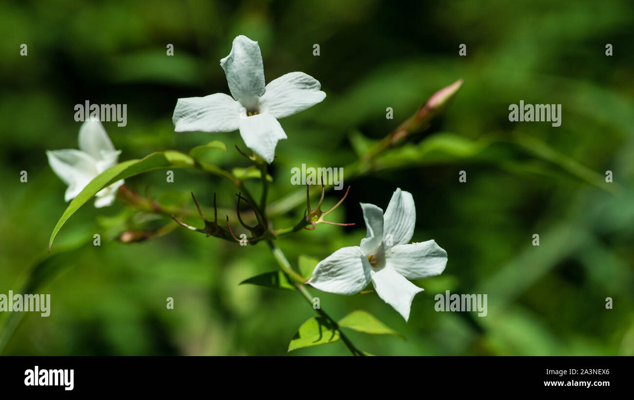 A macro shot of some white summer jasmine blooms. Stock Photo