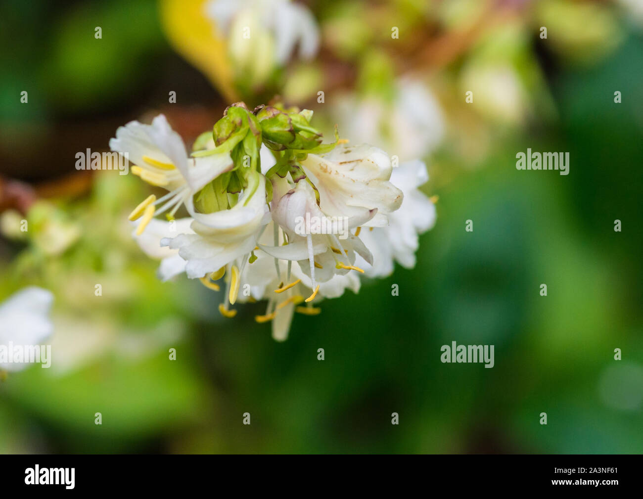 A macro shot of some winter honeysuckle blooms. Stock Photo