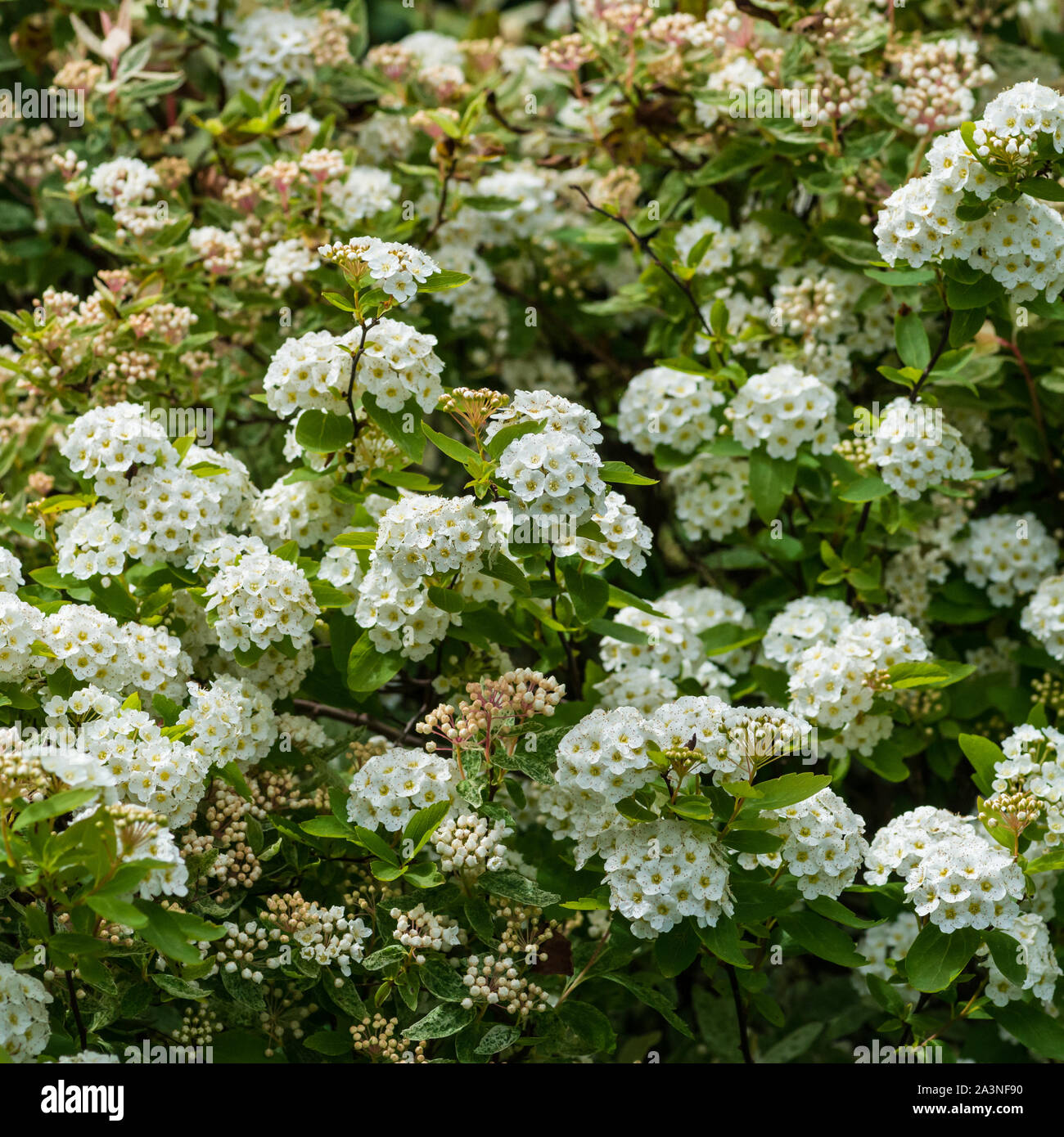 A shot of the white blossom of a spiraea bush. Stock Photo