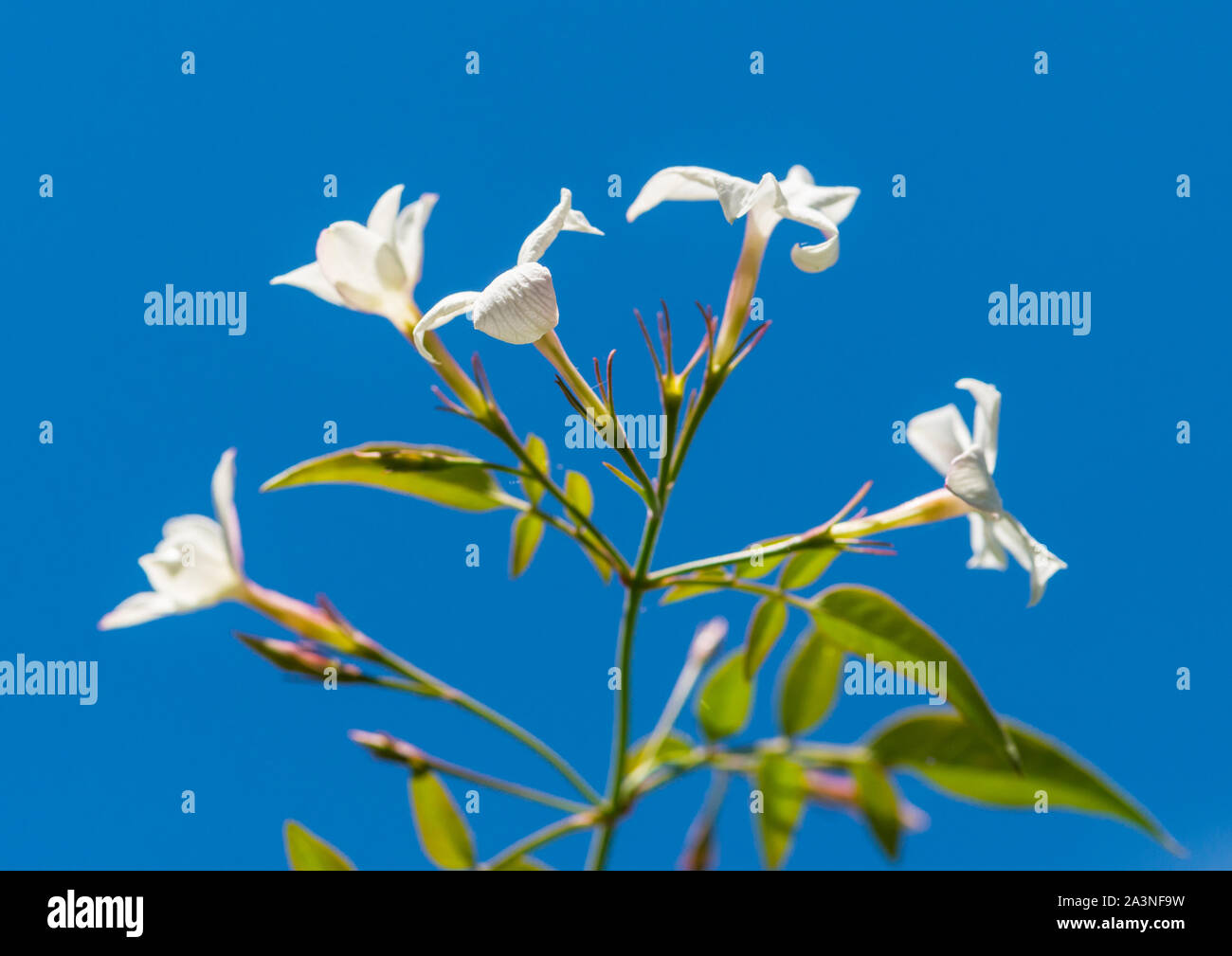 A shot of the white blooms of a summer jasmine against the blue sky. Stock Photo