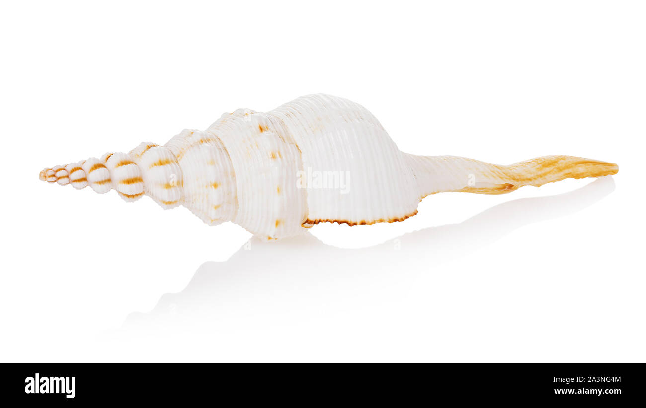 Spiral shell isolated on white background, side view. Fusinus colus light color Stock Photo